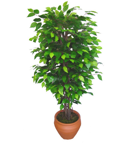 Ficus Benjamin 1,50 cm   Karaman yurtii ve yurtd iek siparii 