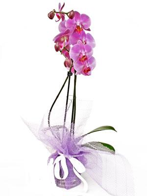  Karaman yurtii ve yurtd iek siparii  Kaliteli ithal saksida orkide