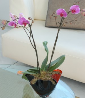  Karaman cicek , cicekci  tek dal ikili orkide saksi iegi