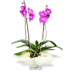  Karaman iekiler  Cam yada mika vazo ierisinde  1 kk orkide
