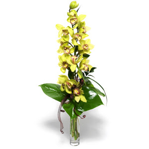  Karaman ucuz iek gnder  cam vazo ierisinde tek dal canli orkide