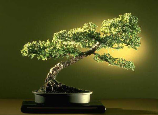 ithal bonsai saksi iegi  Karaman cicek , cicekci 
