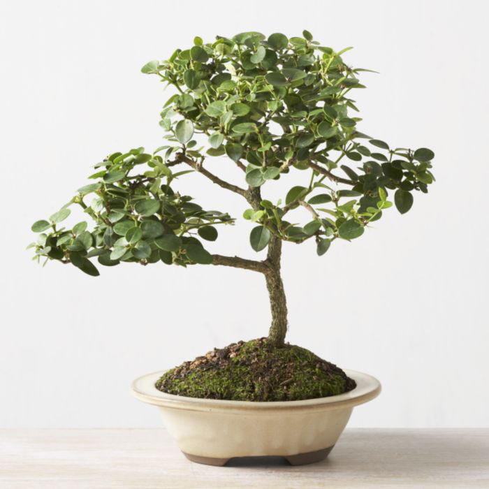 ithal bonsai saksi iegi  Karaman iek yolla , iek gnder , ieki  