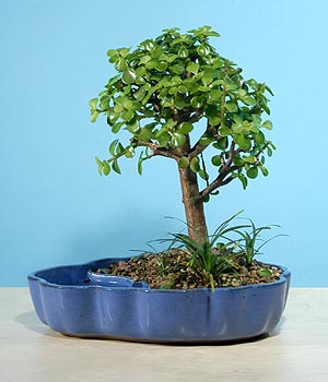 ithal bonsai saksi iegi  Karaman 14 ubat sevgililer gn iek 