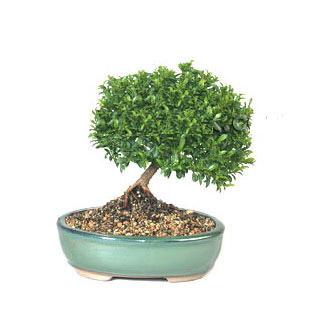 ithal bonsai saksi iegi  Karaman iek maazas , ieki adresleri 