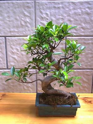ithal bonsai saksi iegi  Karaman online ieki , iek siparii 