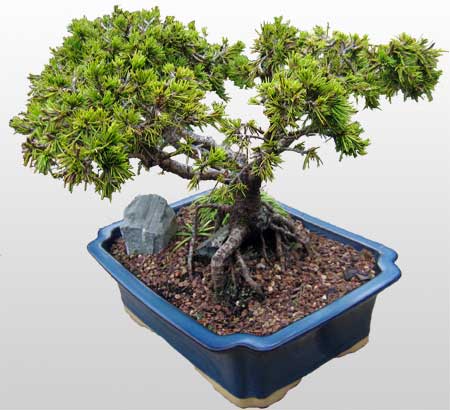 ithal bonsai saksi iegi  Karaman cicek , cicekci 