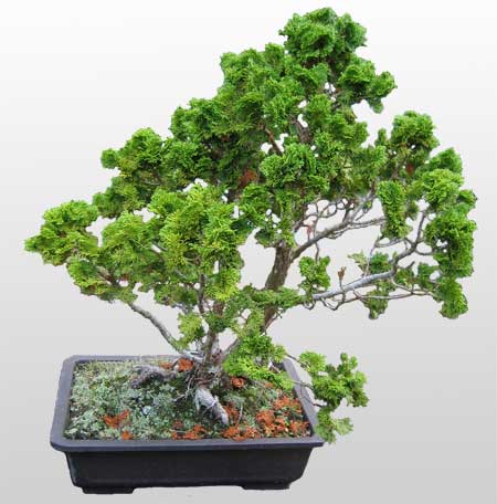 ithal bonsai saksi iegi  Karaman ucuz iek gnder 