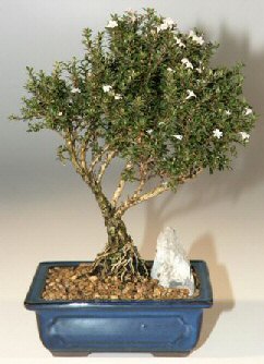  Karaman internetten iek siparii  ithal bonsai saksi iegi  Karaman iek online iek siparii 