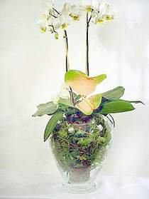  Karaman iekiler  Cam yada mika vazoda zel orkideler