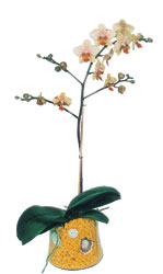  Karaman iek online iek siparii  Phalaenopsis Orkide ithal kalite