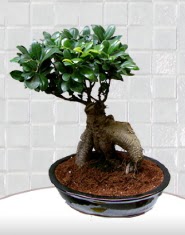 saks iei japon aac bonsai  Karaman iek yolla 