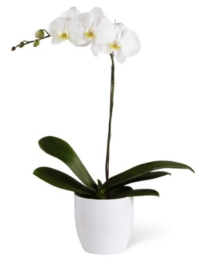 1 dall beyaz orkide  Karaman gvenli kaliteli hzl iek 
