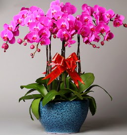 7 dall mor orkide  Karaman iek yolla , iek gnder , ieki  