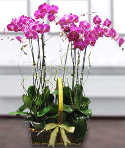 4 dall mor orkide  Karaman iek gnderme 