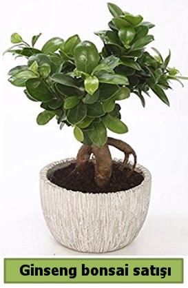 Ginseng bonsai japon aac sat  Karaman internetten iek sat 
