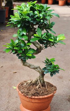Orta boy bonsai saks bitkisi  Karaman anneler gn iek yolla 
