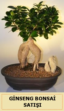 thal Ginseng bonsai sat japon aac  Karaman cicekciler , cicek siparisi 