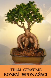 thal japon aac ginseng bonsai sat  Karaman ucuz iek gnder 