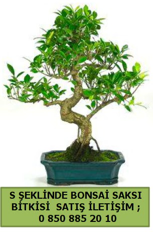 thal S eklinde dal erilii bonsai sat  Karaman iek siparii sitesi 