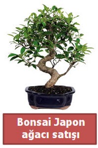 Japon aac bonsai sat  Karaman cicekciler , cicek siparisi 