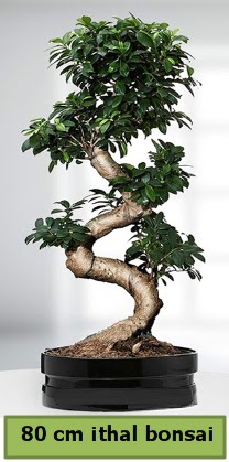 80 cm özel saksıda bonsai bitkisi  Karaman internetten çiçek satışı 