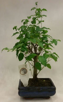 Minyatr bonsai japon aac sat  Karaman internetten iek sat 