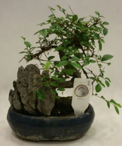 thal 1.ci kalite bonsai japon aac  Karaman iekiler 