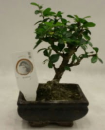 Kk minyatr bonsai japon aac  Karaman iek siparii sitesi 