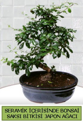 Seramik vazoda bonsai japon aac bitkisi  Karaman cicekciler , cicek siparisi 