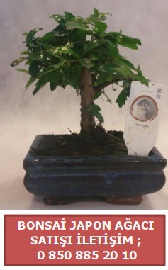 Japon aac minyar bonsai sat  Karaman iekiler 
