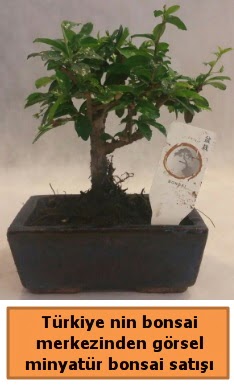 Japon aac bonsai sat ithal grsel  Karaman ieki maazas 