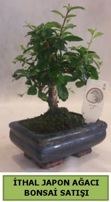 thal japon aac bonsai bitkisi sat  Karaman internetten iek sat 