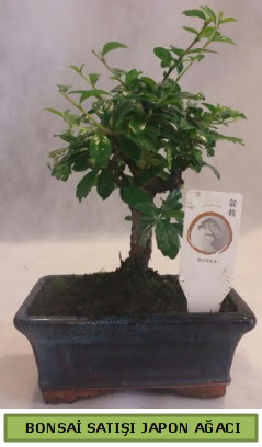 Minyatr bonsai aac sat  Karaman iek siparii sitesi 