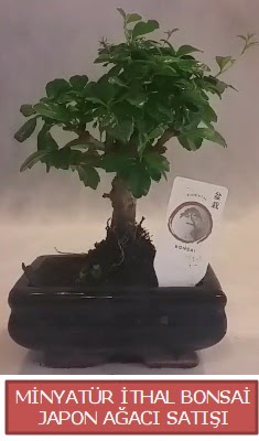 Kk grsel bonsai japon aac bitkisi  Karaman internetten iek siparii 