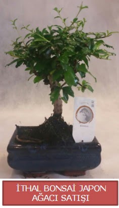 thal kk boy minyatr bonsai aa bitkisi  Karaman internetten iek sat 