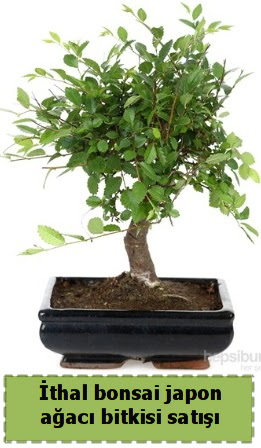 thal bonsai saks iei Japon aac sat  Karaman ucuz iek gnder 