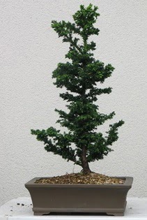 am aac bonsai bitkisi sat  Karaman internetten iek sat 
