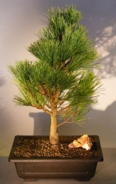 am aac japon aac bitkisi bonsai  Karaman internetten iek sat 