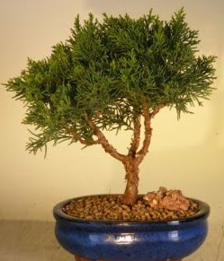 Servi am bonsai japon aac bitkisi  Karaman ieki maazas 