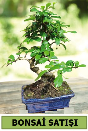 am bonsai japon aac sat  Karaman iekiler 