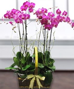7 dall mor lila orkide  Karaman hediye iek yolla 