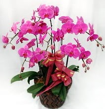 Sepet ierisinde 5 dall lila orkide  Karaman iek siparii vermek 
