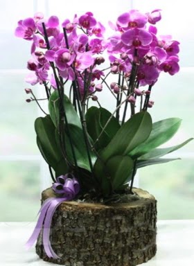 Ktk ierisinde 6 dall mor orkide  Karaman iek siparii vermek 