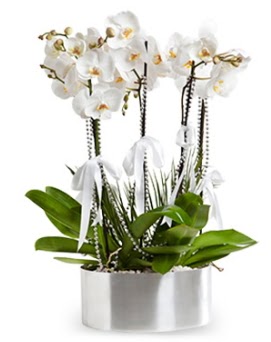 Be dall metal saksda beyaz orkide  Karaman ieki maazas 