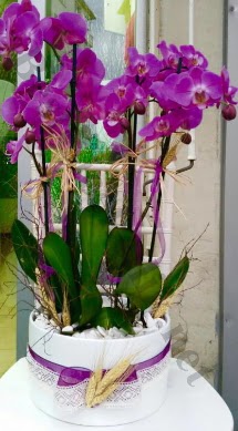 Seramik vazoda 4 dall mor lila orkide  Karaman iek online iek siparii 