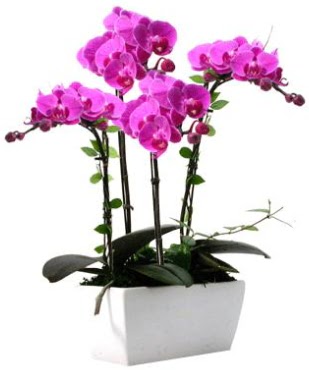 Seramik vazo ierisinde 4 dall mor orkide  Karaman iekiler 