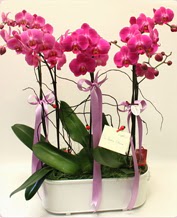 Beyaz seramik ierisinde 4 dall orkide  Karaman iek siparii vermek 