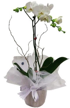 Tek dall beyaz orkide  Karaman iek servisi , ieki adresleri 