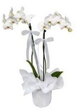 2 dall beyaz orkide  Karaman iek gnderme 